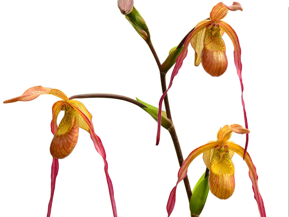 Phragmipedium Geralda