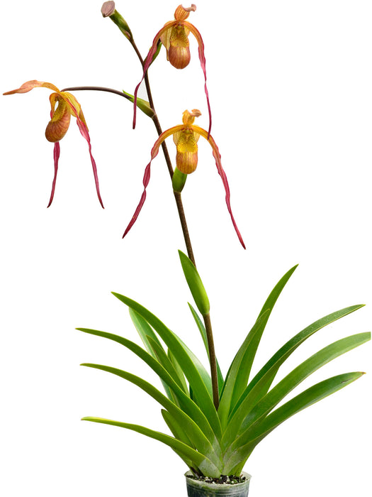 Phragmipedium Geralda