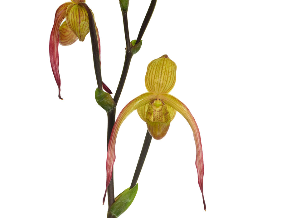 Phragmipedium Geralda