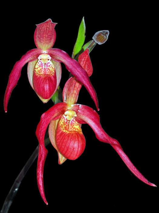 Phragmipedium Ingrid Portilla