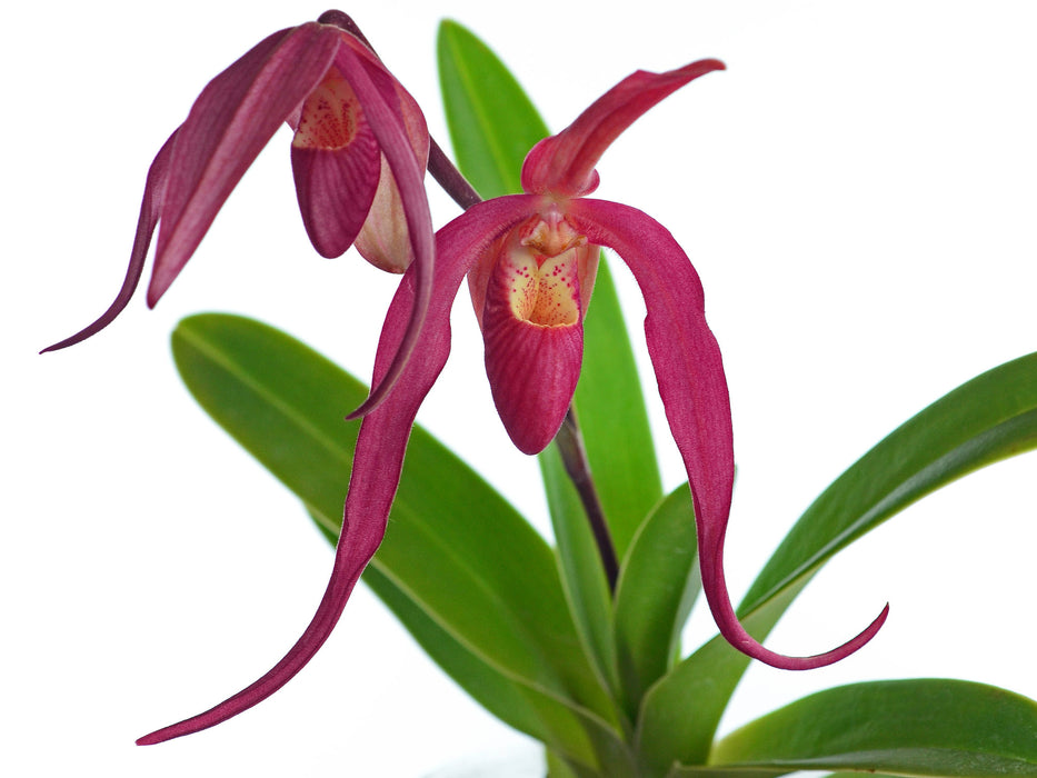 Phragmipedium Ingrid Portilla