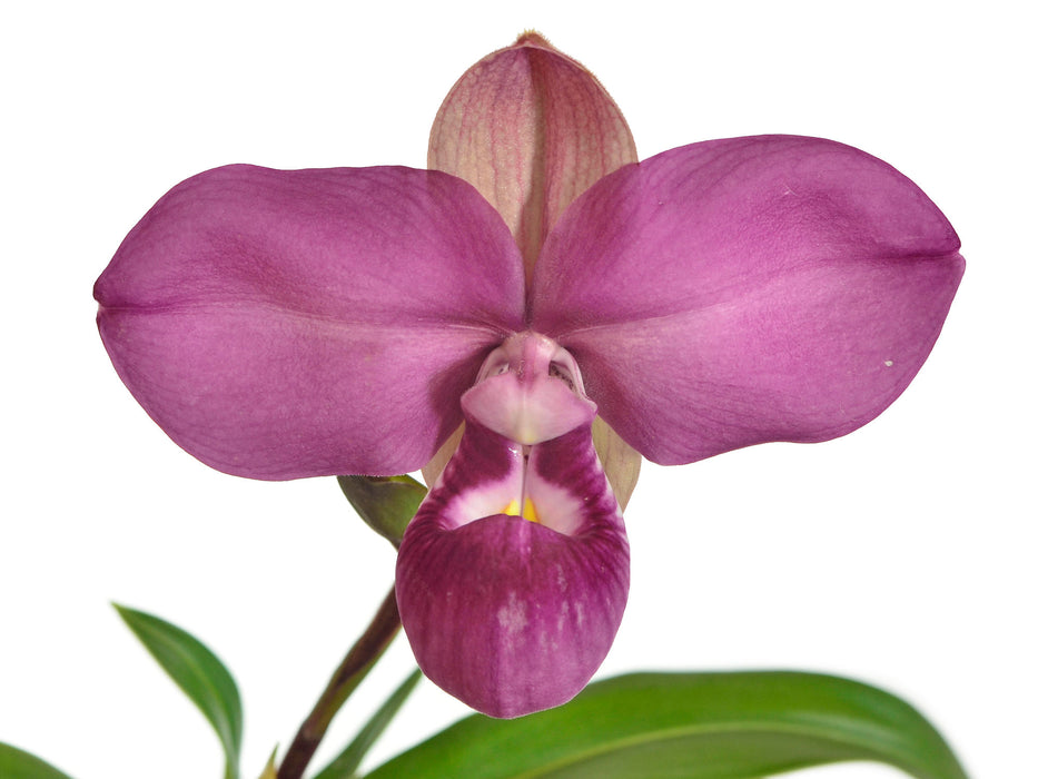 Phragmipedium kovachii