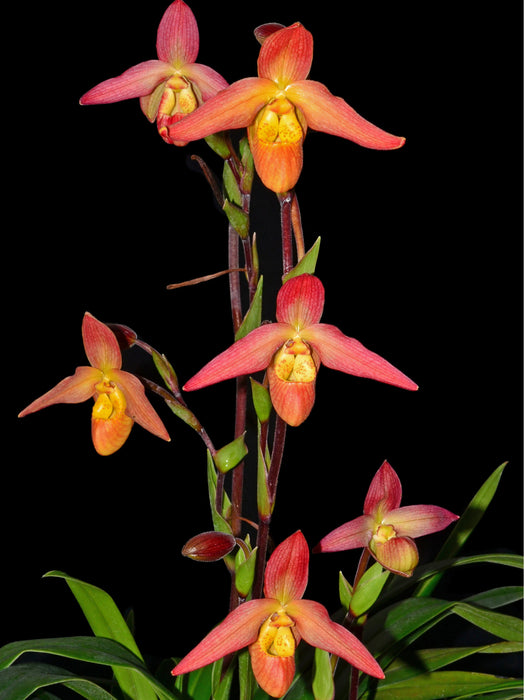 Phragmipedium Olaf Gruss