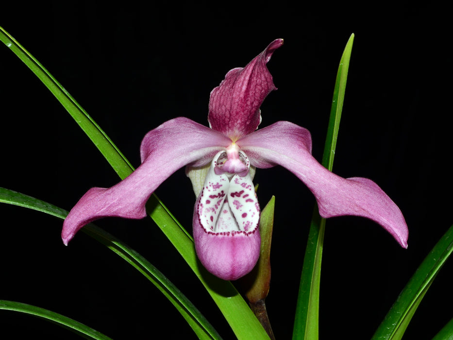 Phragmipedium Peruflora's Angel