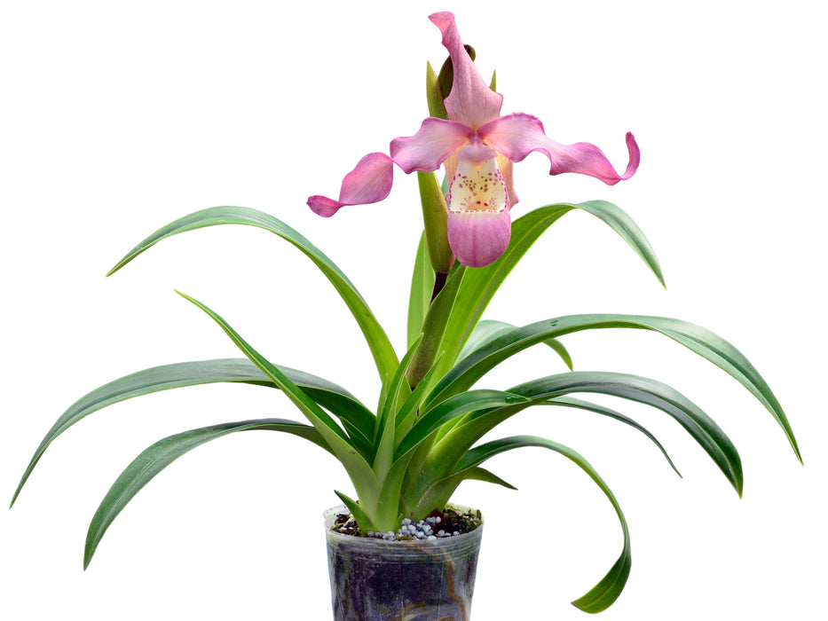 Phragmipedium Peruflora's Angel