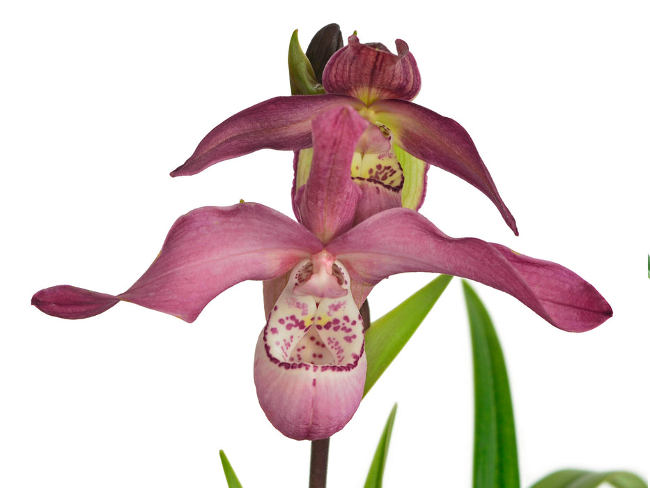 Phragmipedium Peruflora's Angel