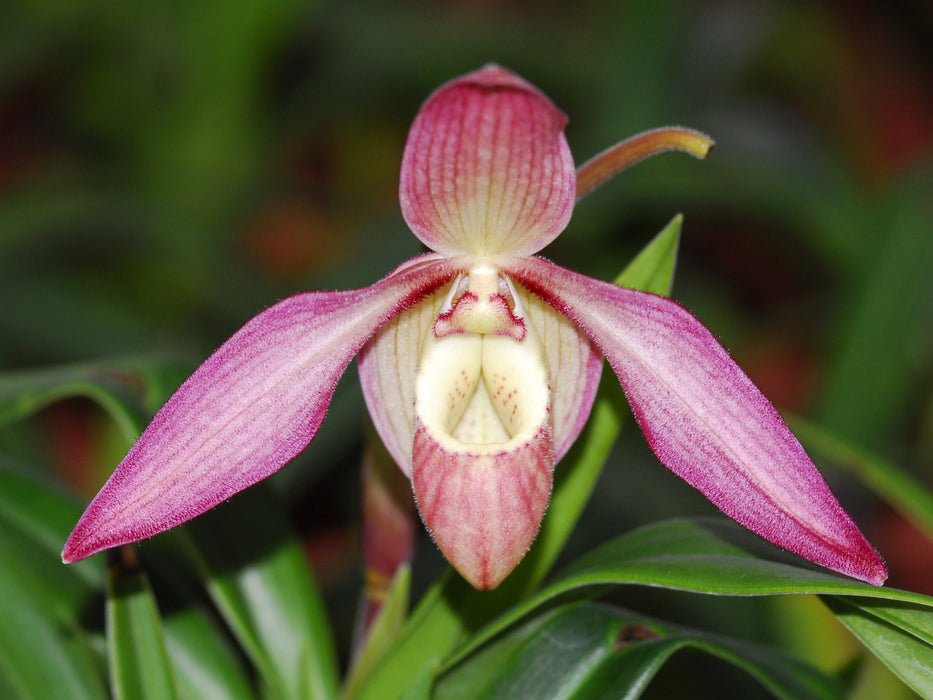 Phragmipedium Petit Anquette