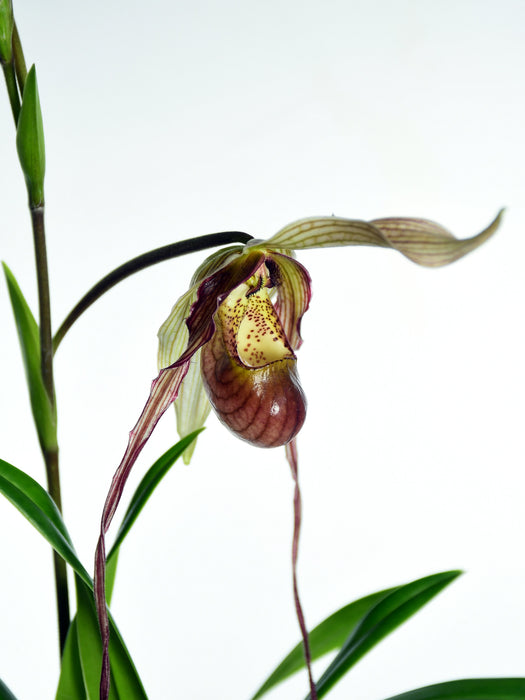 Phragmipedium Predator