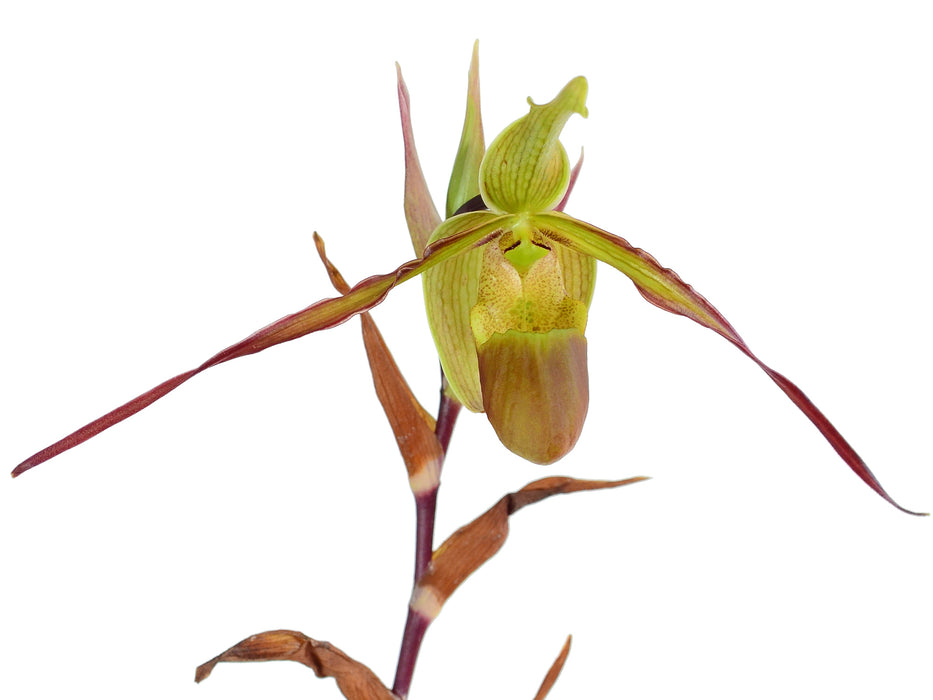 Phragmipedium Rio Mira