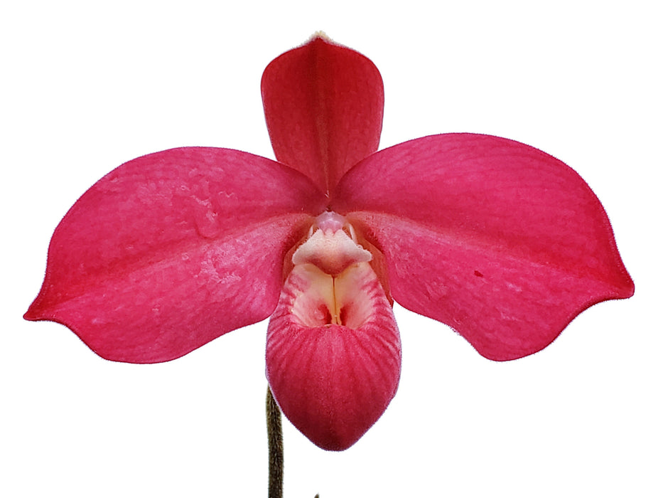 Phragmipedium Sorel Point