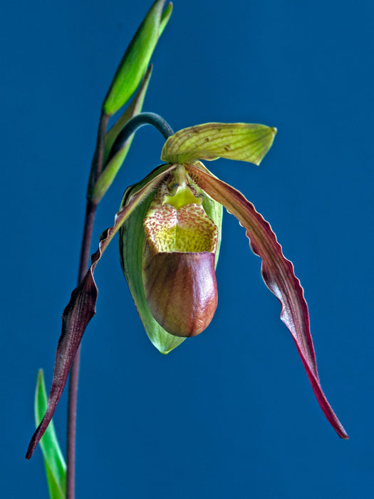 Phragmipedium Urgandiae