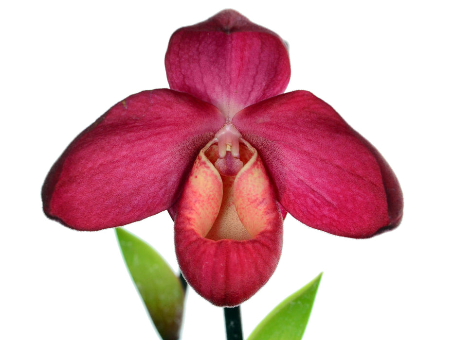 Phragmipedium Vingtaine des Mathias