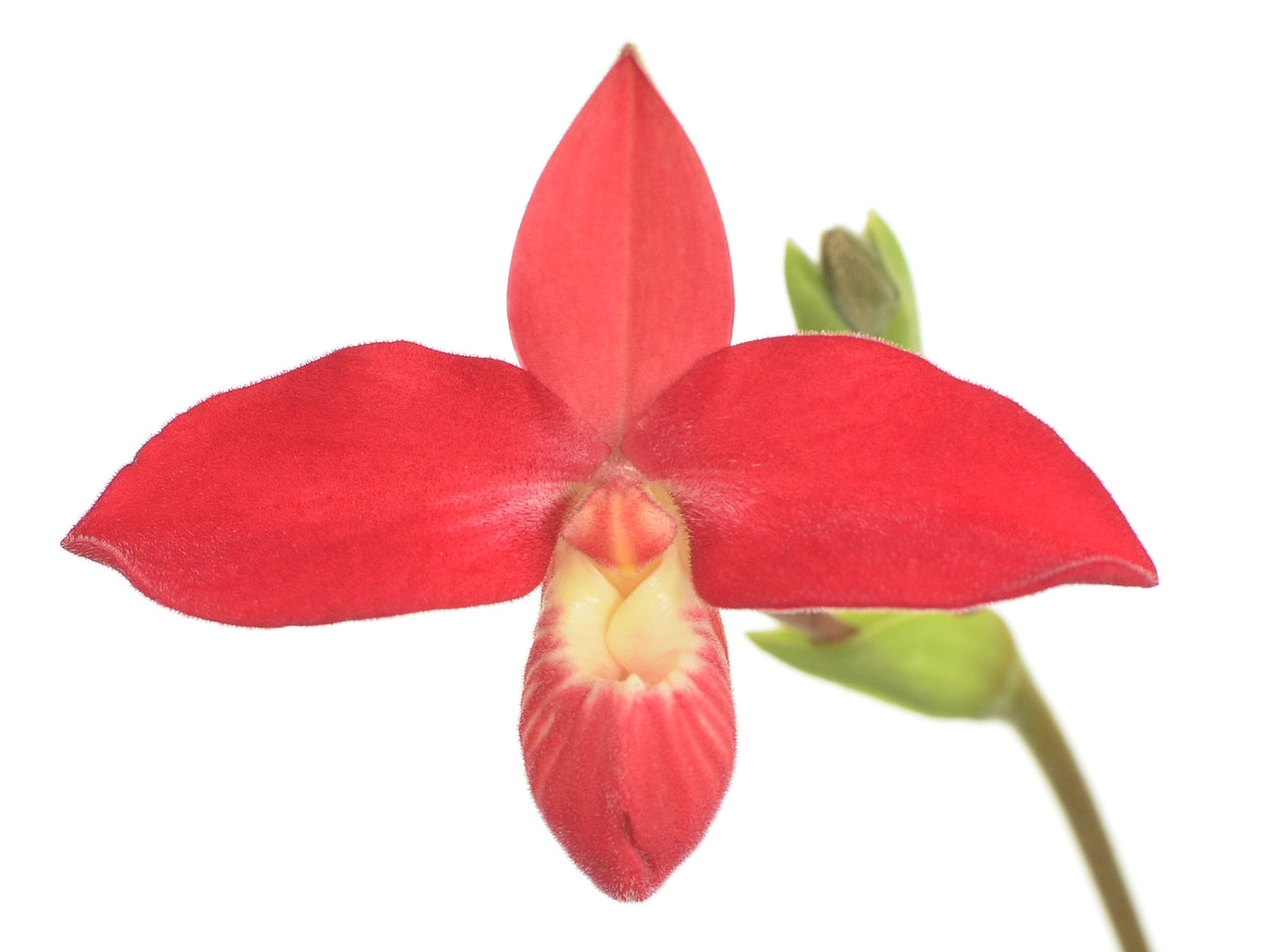 Orchidaceae