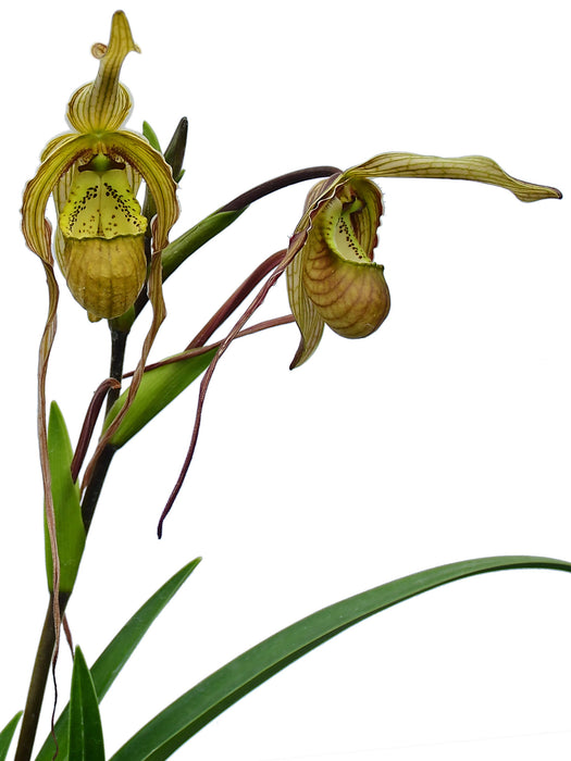 Phragmipedium Wossner Twist