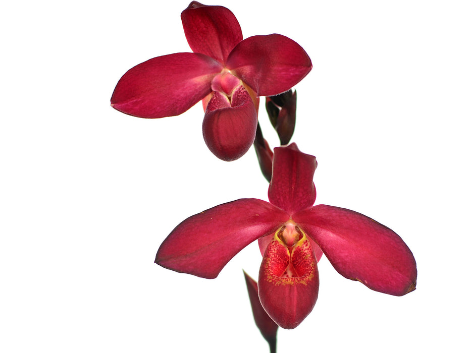 Phragmipedium Yelva Myhre