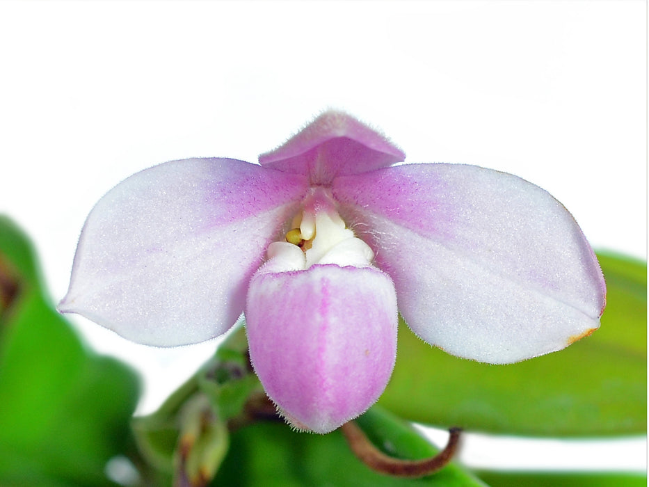 Phragmipedium andreettae