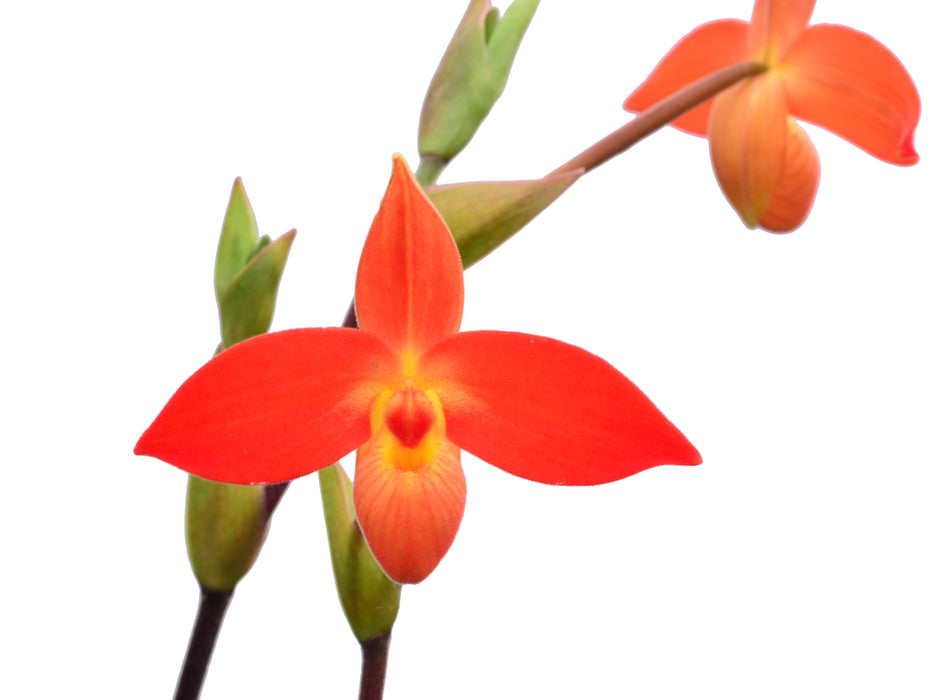 Phragmipedium besseae var dalessandroi