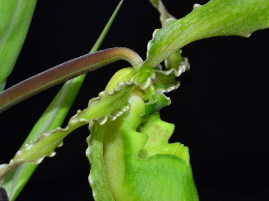 Phragmipedium boissierianum var czerwiakowianum