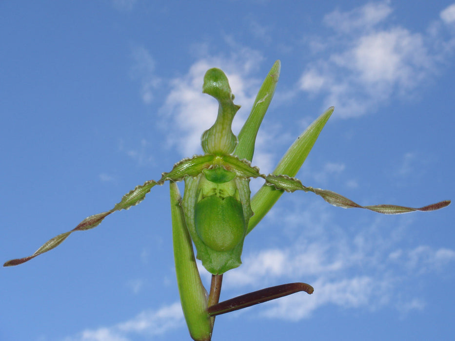 Phragmipedium boissierianum