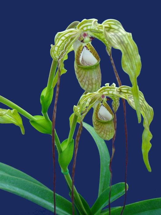 Phragmipedium caudatum 'Giganteum'