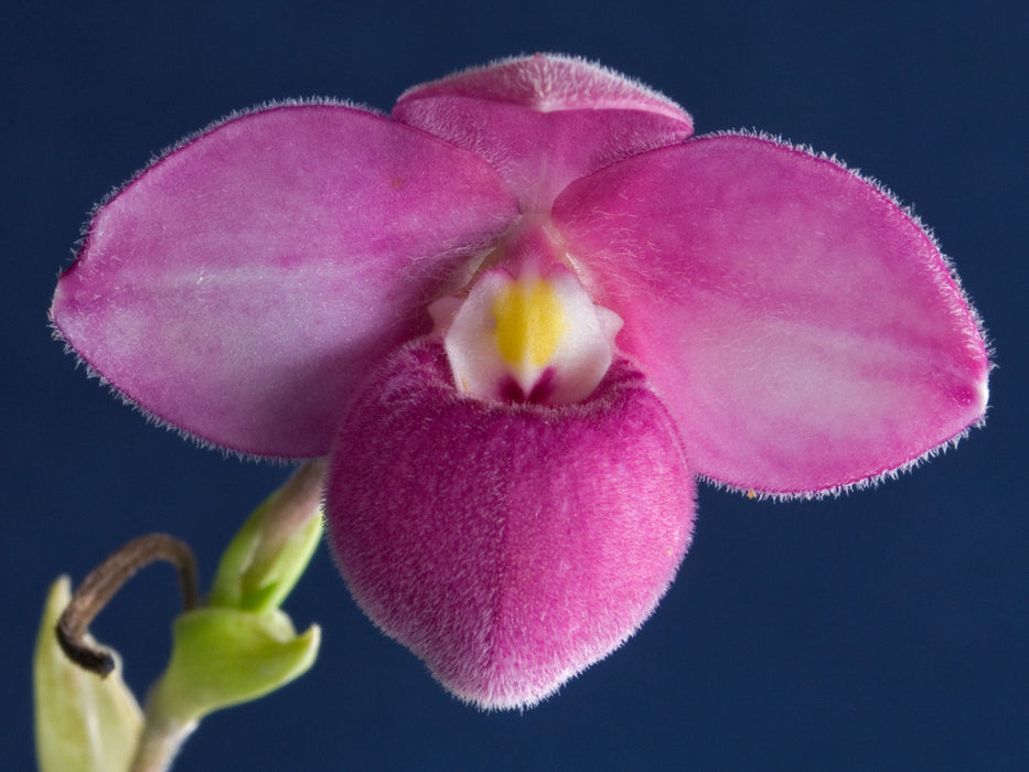 Phragmipedium fischeri