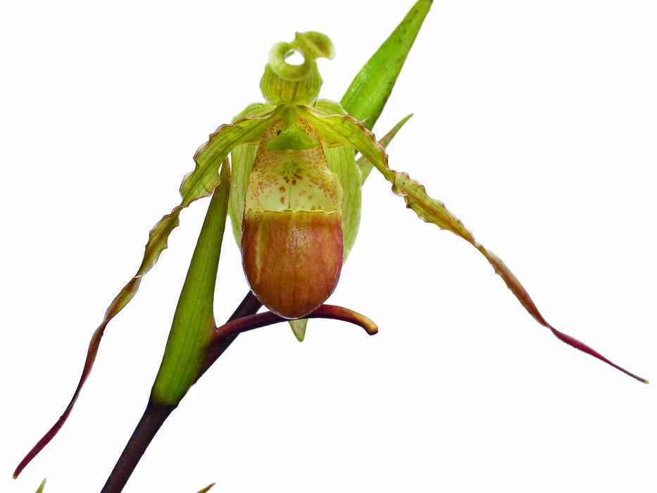 Phragmipedium hirtzii