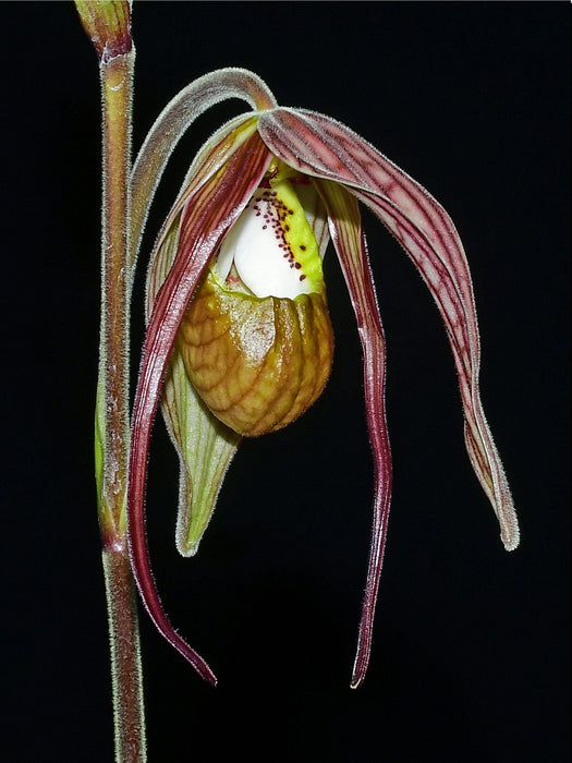 Phragmipedium klotzschianum