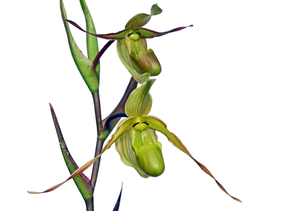 Phragmipedium longifolium