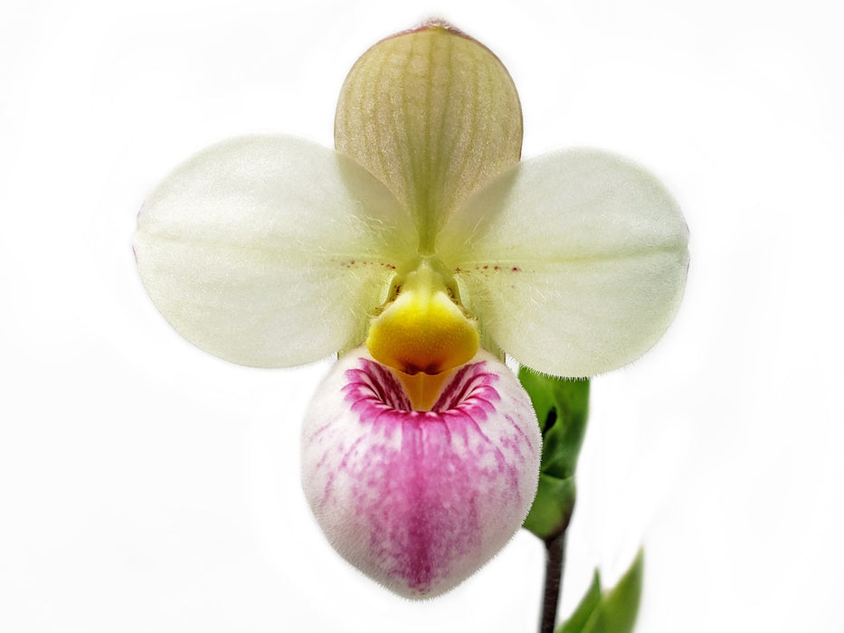 Phragmipedium schlimii var. manzurii