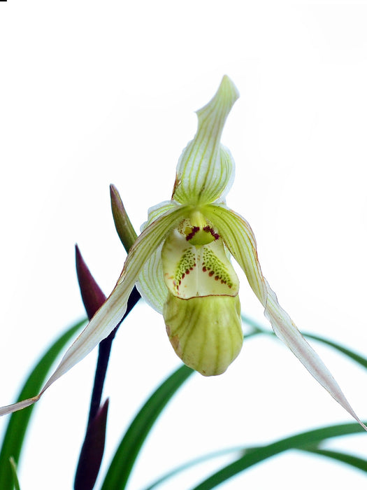 Phragmipedium pearcei