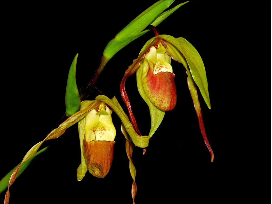 Phragmipedium x roethianum