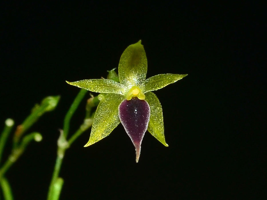 Platystele gerritseniana