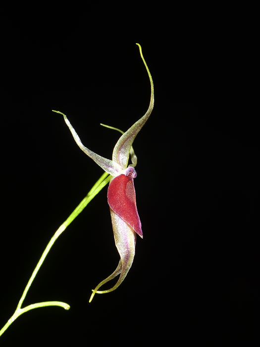 Platystele hirtzii