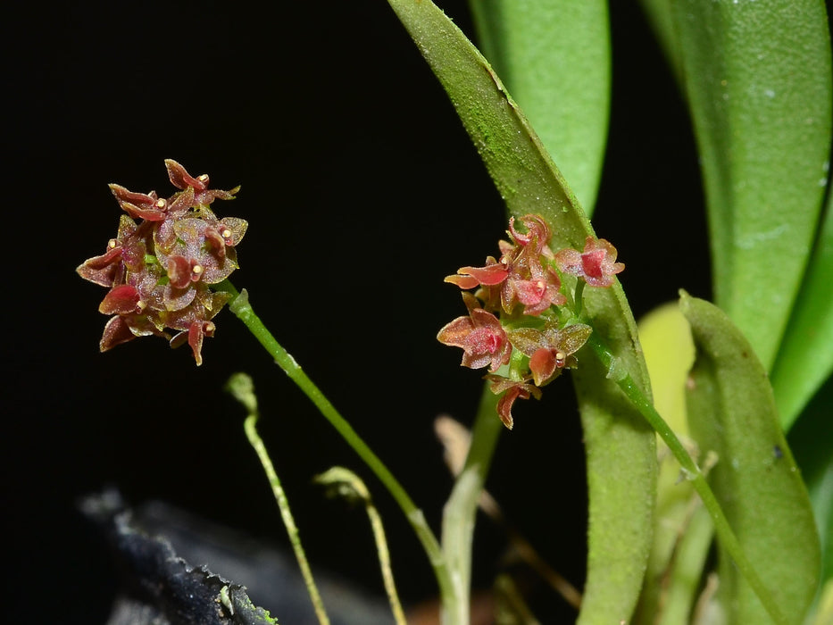 Platystele ortiziana