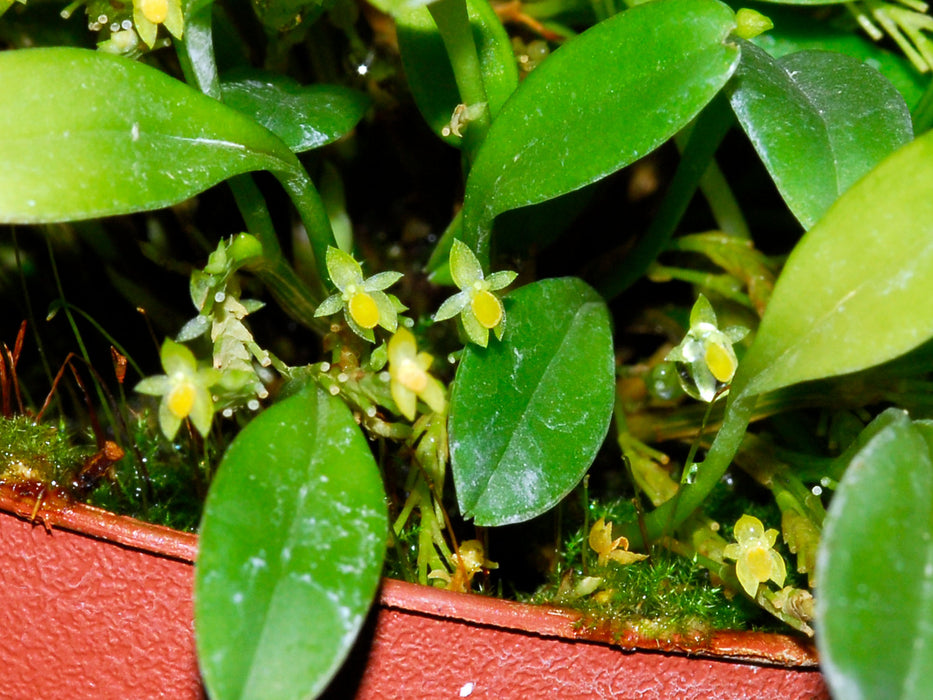 Platystele stenostachya yellow pale