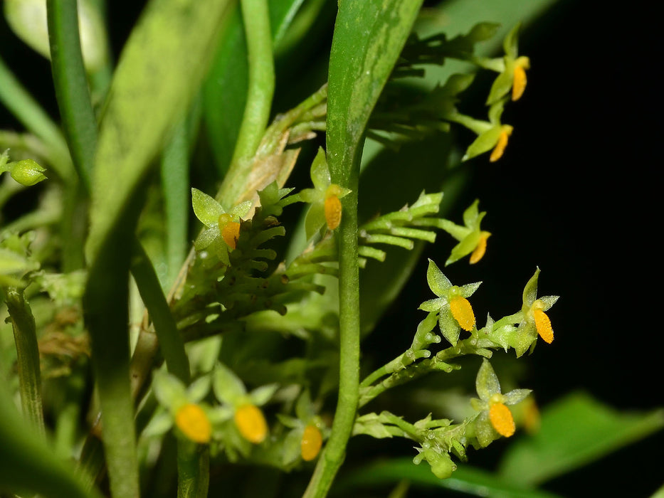 Platystele stenostachya yellow