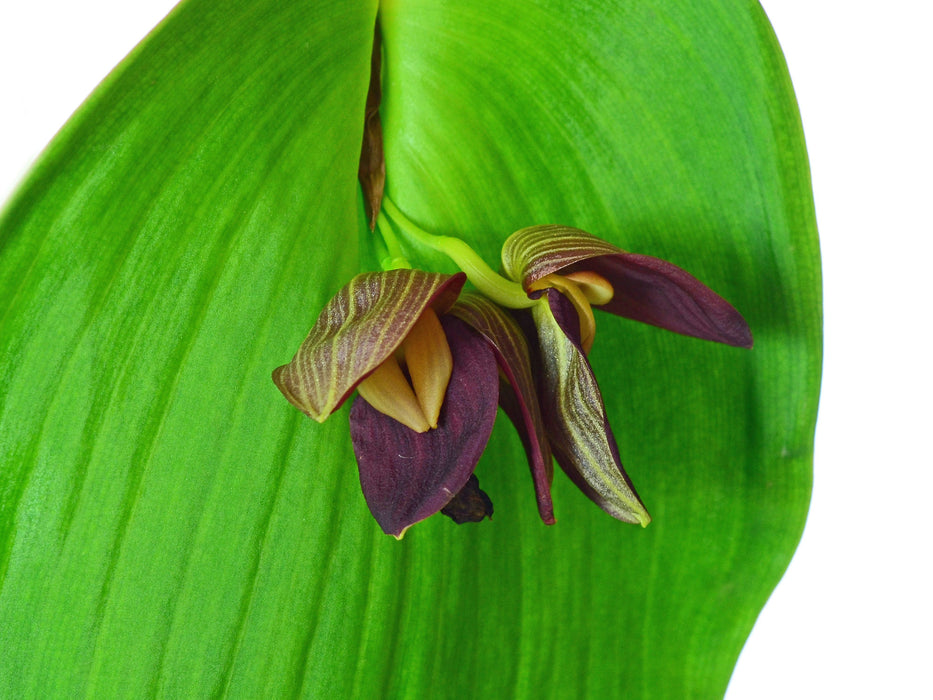 Pleurothallis Bev Debrincat