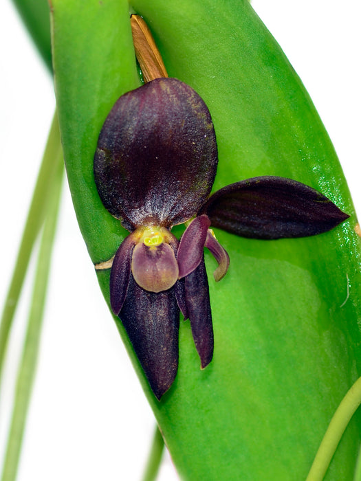 Pleurothallis Ecuagenera Perfection