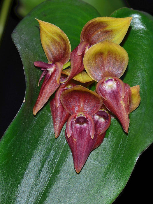 Pleurothallis Tumbez