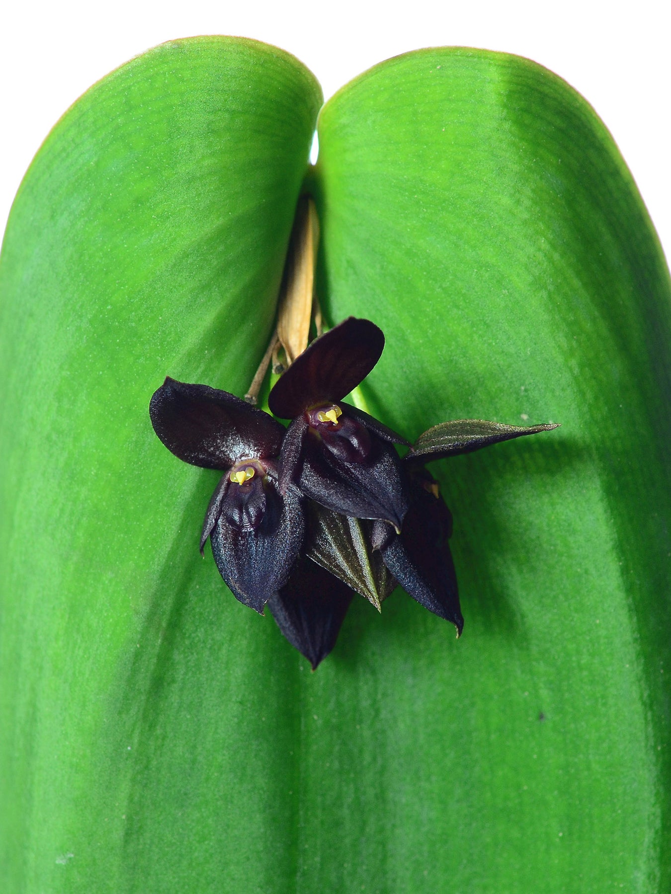 Pleurothallis hybrid