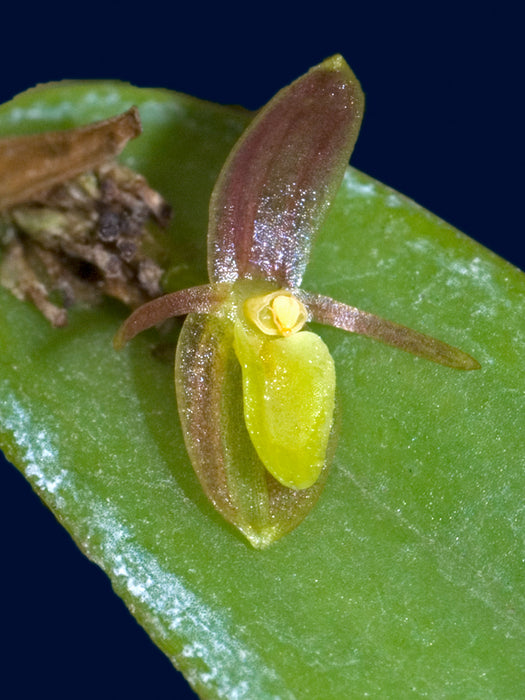 Pleurothallis acestrophylla