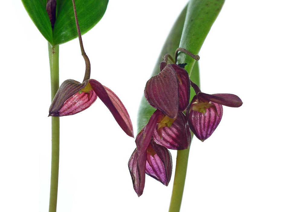 Pleurothallis adeleae