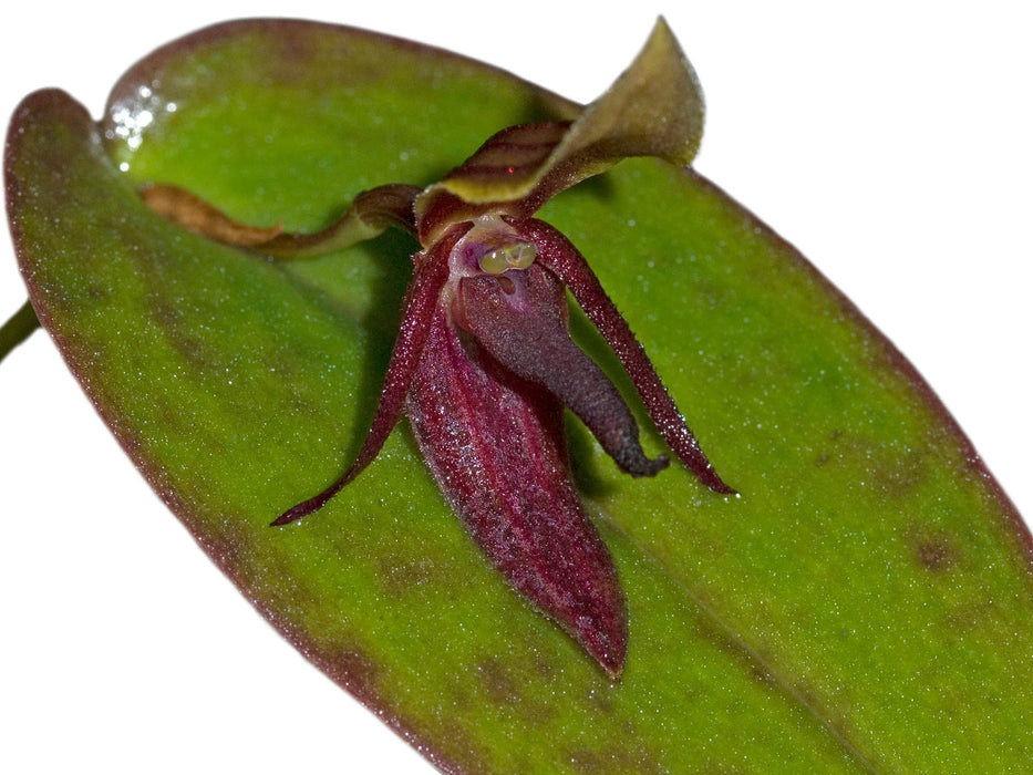 Pleurothallis adonis