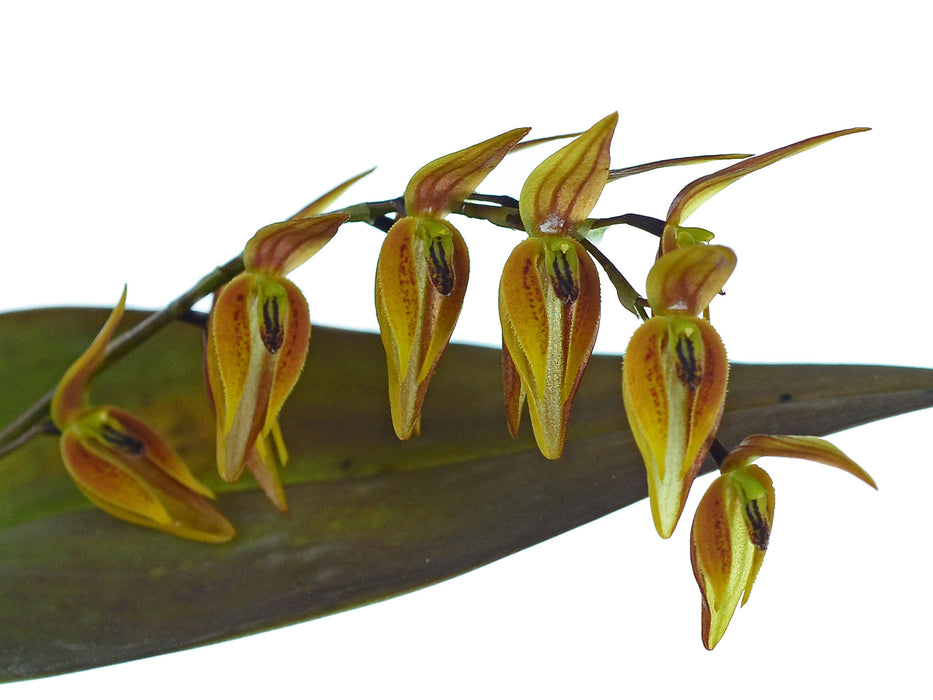 Pleurothallis alvaroi