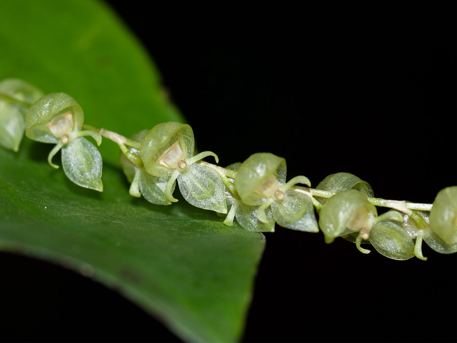 Pleurothallis alveolata