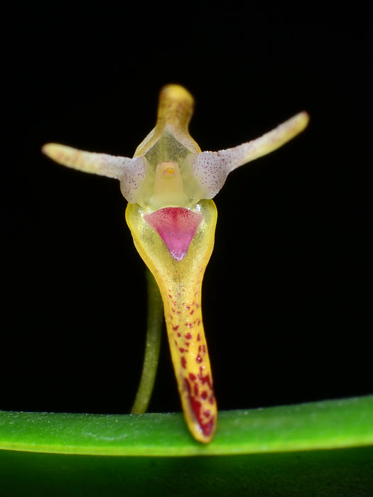 Pleurothallis anceps