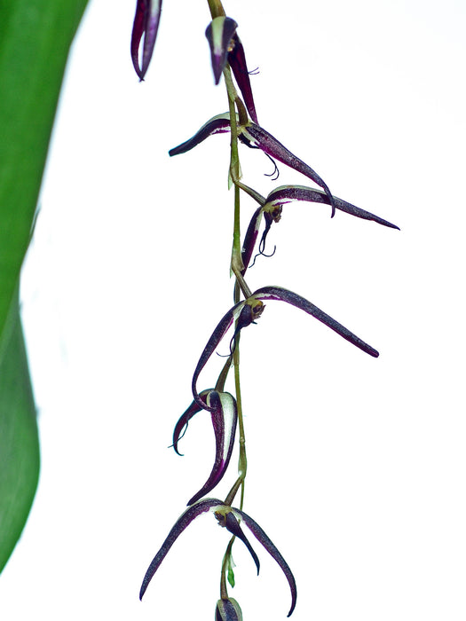 Pleurothallis ankyloglossa