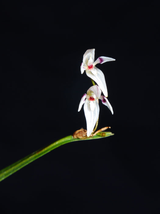 Pleurothallis aspergillum