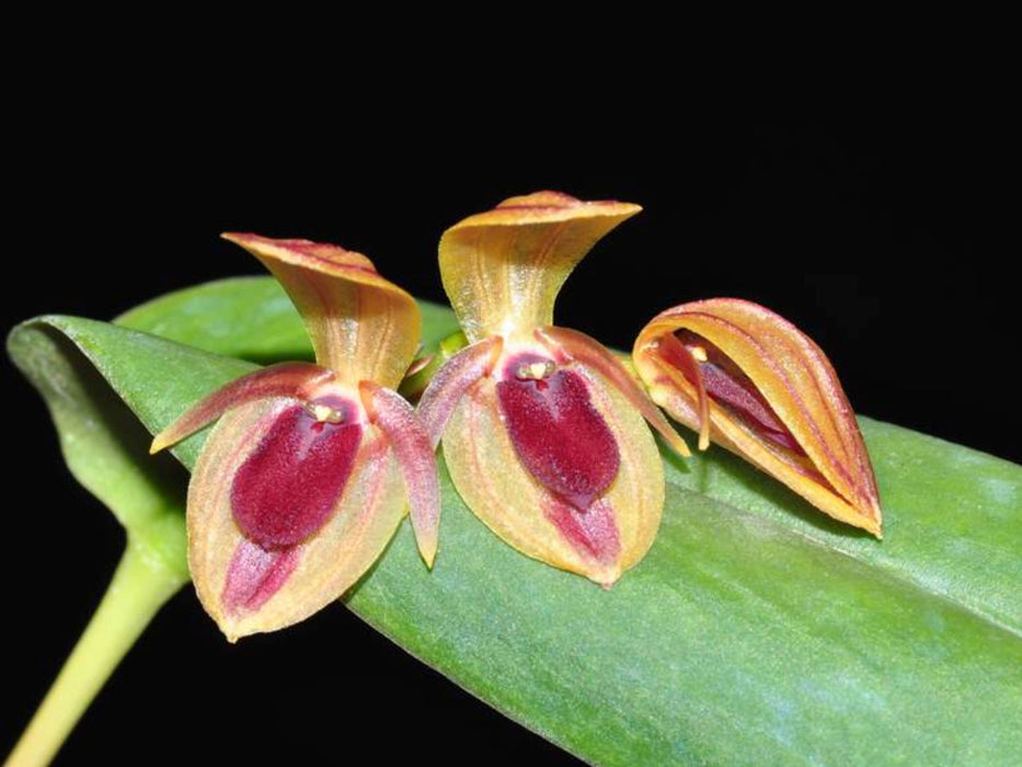 Pleurothallis bivalvis