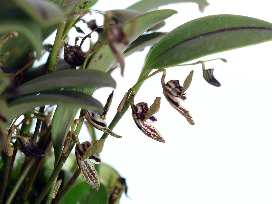 Pleurothallis brenneri